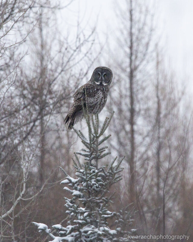 Phantom of The North